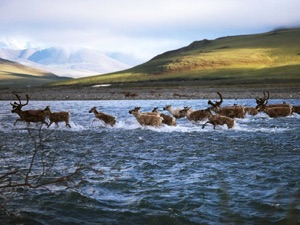Arctic Preserve Caribou
