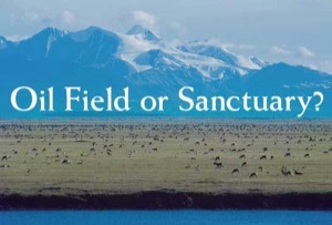 Arctic Oil Field or Sanctuary
